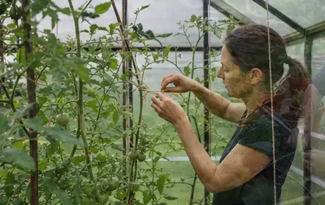 Person bindet junge Tomatentriebe in einem privaten Gewächshaus vorsichtig an; Thema Johannisbeeren, Schwerpunkt Gewächshaus; Praxisalltag.