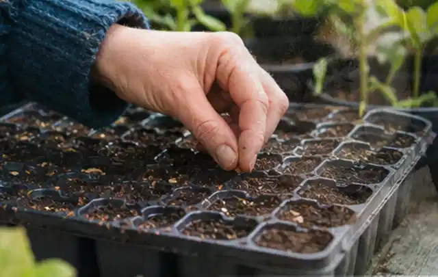 Hand legt einzelne Samen in vorbereitete Anzuchtschalen mit lockerer Erde; Thema Johannisbeeren, Schwerpunkt Hochbeet; Ausgangslage.