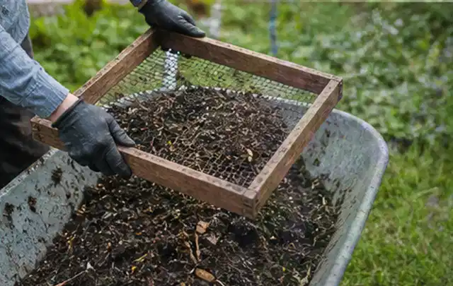 Behandschuhte Hände sieben reifen Kompost über einer Gartenschubkarre; Thema Johannisbeeren, Schwerpunkt Hochbeet; Umsetzung.
