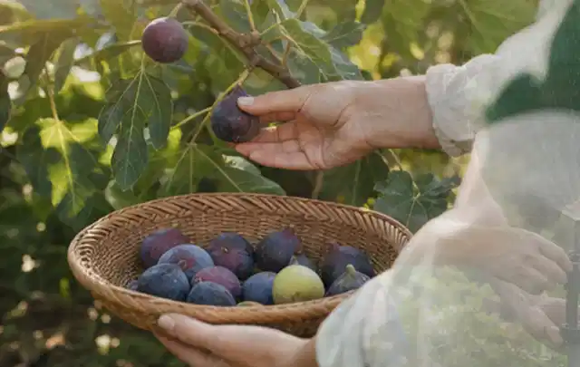 Hand pflückt eine reife Feige über einem flachen Korb mit Früchten; Thema Johannisbeeren, Schwerpunkt Hochbeet; Ergebnis.