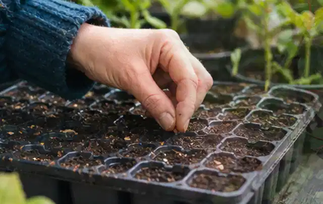 Hand legt einzelne Samen in vorbereitete Anzuchtschalen mit lockerer Erde; Thema Johannisbeeren, Schwerpunkt Lagerung; Ausgangslage.