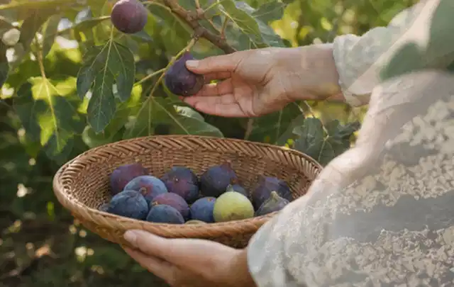 Hand pflückt eine reife Feige über einem flachen Korb mit Früchten; Thema Johannisbeeren, Schwerpunkt Lagerung; Kontrolle.