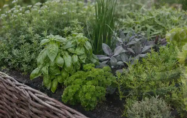 Dichtes Hochbeet mit Basilikum Schnittlauch Petersilie Salbei und weiteren Küchenkräutern; Thema Johannisbeeren, Schwerpunkt Lagerung; Ergebnis.