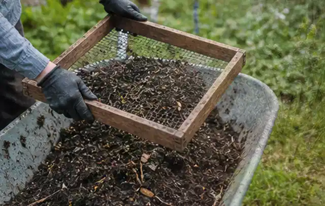 Behandschuhte Hände sieben reifen Kompost über einer Gartenschubkarre; Thema Johannisbeeren, Schwerpunkt Lagerung; Praxisalltag.
