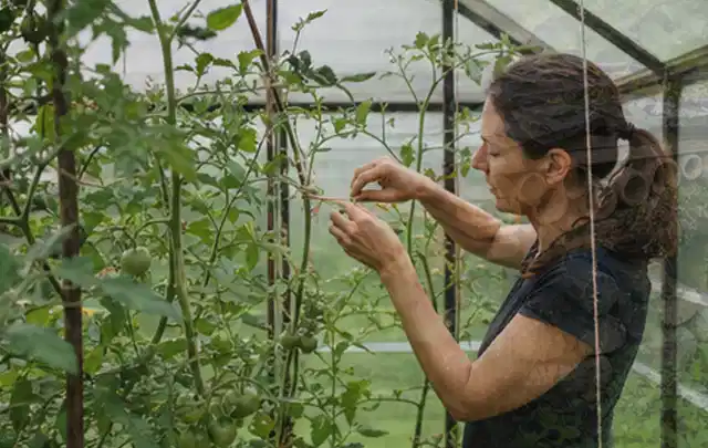 Person bindet junge Tomatentriebe in einem privaten Gewächshaus vorsichtig an; Thema Johannisbeeren, Schwerpunkt Nährstoffe; Ergebnis.