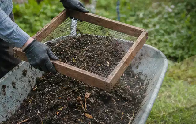 Behandschuhte Hände sieben reifen Kompost über einer Gartenschubkarre; Thema Johannisbeeren, Schwerpunkt Obst; Ergebnis.