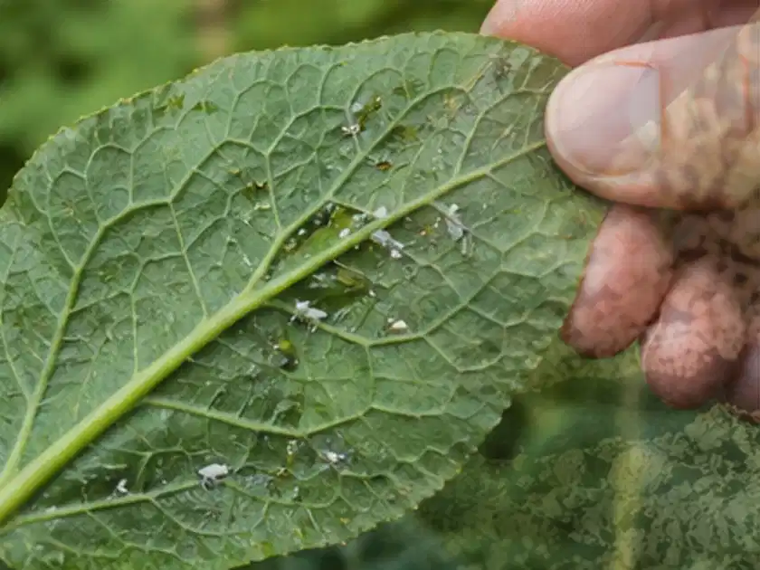Hand hält ein Blatt mit kleinen hellen Schädlingen auf der Unterseite; Thema Johannisbeeren, Schwerpunkt Pflanzenschutz; Titelbild.