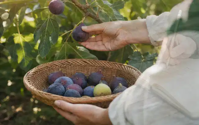 Hand pflückt eine reife Feige über einem flachen Korb mit Früchten; Thema Johannisbeeren, Schwerpunkt Pflanzenschutz; Umsetzung.