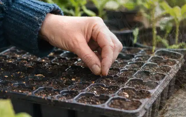 Hand legt einzelne Samen in vorbereitete Anzuchtschalen mit lockerer Erde; Thema Johannisbeeren, Schwerpunkt Pflanzenschutz; Praxisalltag.