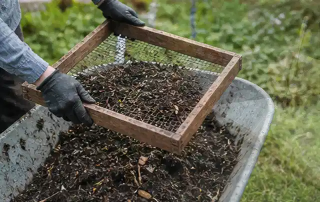 Behandschuhte Hände sieben reifen Kompost über einer Gartenschubkarre; Thema Johannisbeeren, Schwerpunkt Pflanzung; Ergebnis.