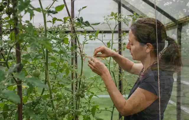 Person bindet junge Tomatentriebe in einem privaten Gewächshaus vorsichtig an; Thema Johannisbeeren, Schwerpunkt Saisonkalender; Umsetzung.
