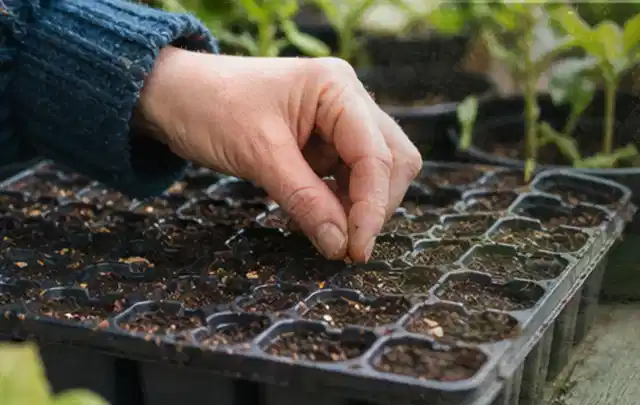 Hand legt einzelne Samen in vorbereitete Anzuchtschalen mit lockerer Erde; Thema Johannisbeeren, Schwerpunkt Schnitt; Ausgangslage.