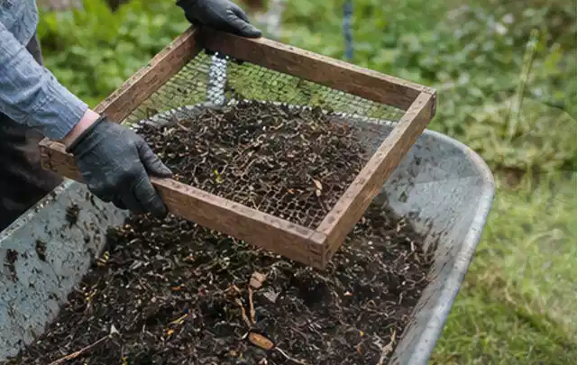 Behandschuhte Hände sieben reifen Kompost über einer Gartenschubkarre; Thema Johannisbeeren, Schwerpunkt Schnitt; Umsetzung.