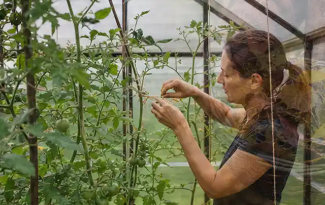 Person bindet junge Tomatentriebe in einem privaten Gewächshaus vorsichtig an; Thema Johannisbeeren, Schwerpunkt Schnitt; Praxisalltag.