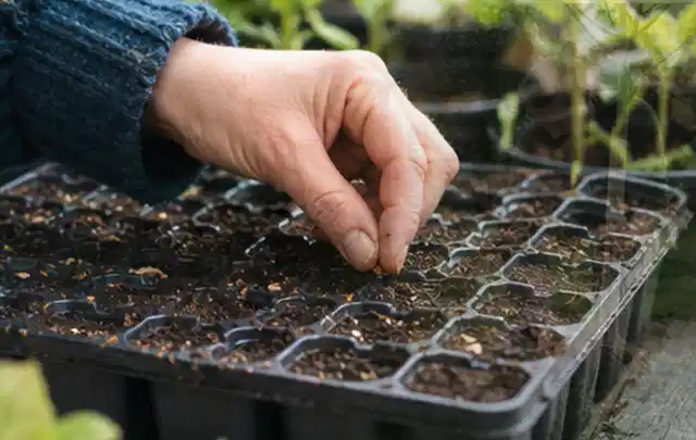 Hand legt einzelne Samen in vorbereitete Anzuchtschalen mit lockerer Erde; Thema Johannisbeeren, Schwerpunkt Sortenwahl; Kontrolle.