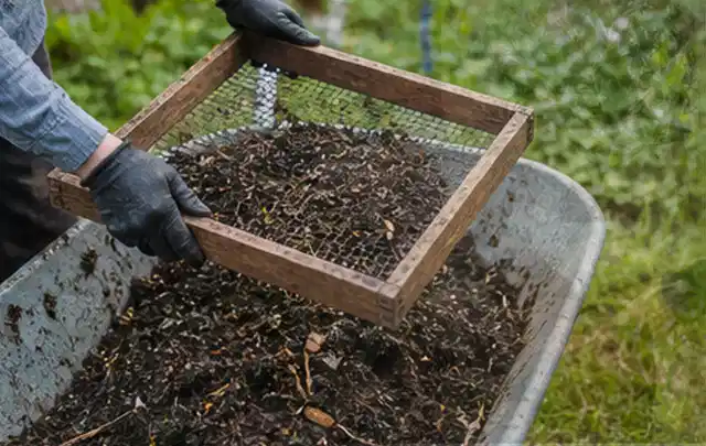 Behandschuhte Hände sieben reifen Kompost über einer Gartenschubkarre; Thema Johannisbeeren, Schwerpunkt Sortenwahl; Ergebnis.