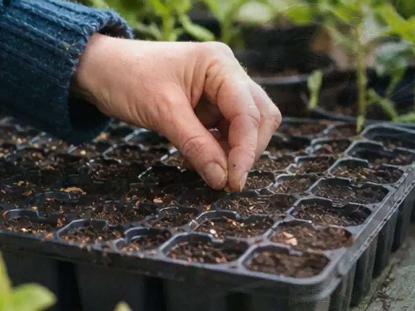Hand legt einzelne Samen in vorbereitete Anzuchtschalen mit lockerer Erde; Thema Johannisbeeren, Schwerpunkt Standort; Titelbild.