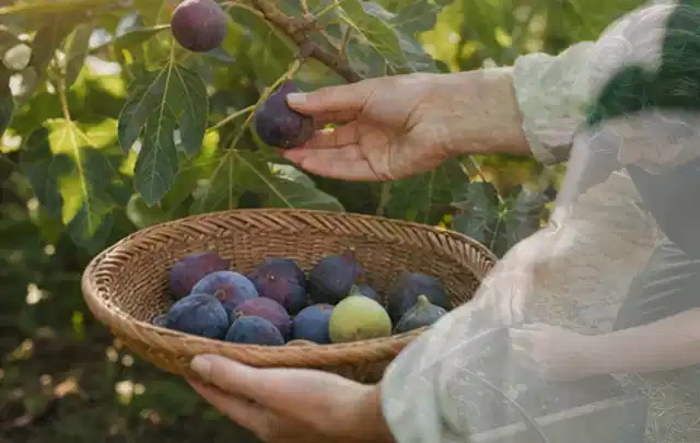 Hand pflückt eine reife Feige über einem flachen Korb mit Früchten; Thema Johannisbeeren, Schwerpunkt Standort; Ausgangslage.