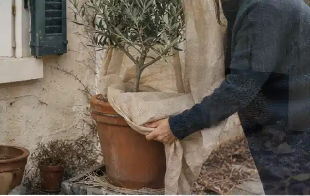 Person umhüllt eine mediterrane Kübelpflanze mit atmungsaktivem Winterschutz; Thema Kakteen, Schwerpunkt Bewässerung; Umsetzung.