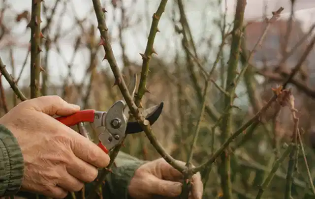 Hände schneiden einen älteren Rosenstrauch mit einer sauberen Gartenschere; Thema Kakteen, Schwerpunkt Boden; Ausgangslage.