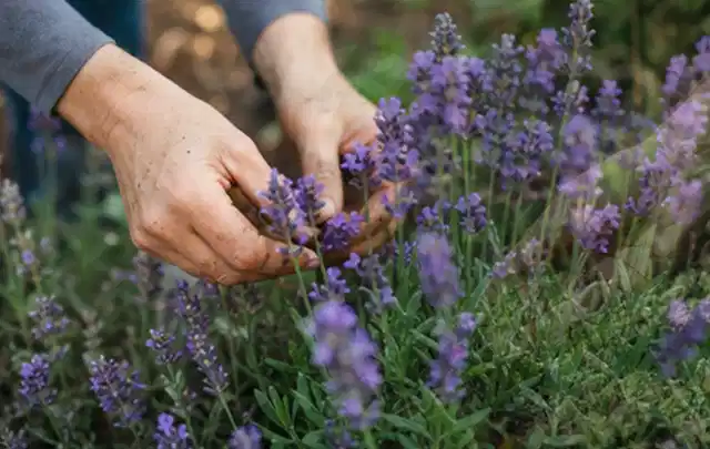 Hände pflegen blühenden Lavendel in einem natürlich angelegten Gartenbeet; Thema Kakteen, Schwerpunkt Boden; Ergebnis.