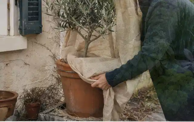 Person umhüllt eine mediterrane Kübelpflanze mit atmungsaktivem Winterschutz; Thema Kakteen, Schwerpunkt Düngung; Umsetzung.