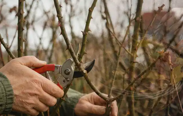Hände schneiden einen älteren Rosenstrauch mit einer sauberen Gartenschere; Thema Kakteen, Schwerpunkt Düngung; Praxisalltag.