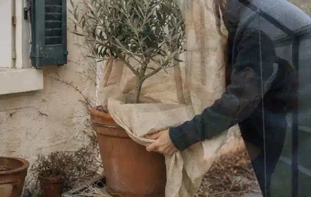 Person umhüllt eine mediterrane Kübelpflanze mit atmungsaktivem Winterschutz; Thema Kakteen, Schwerpunkt Fehlerhilfe; Ausgangslage.
