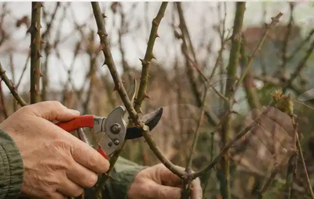 Hände schneiden einen älteren Rosenstrauch mit einer sauberen Gartenschere; Thema Kakteen, Schwerpunkt Fehlerhilfe; Umsetzung.