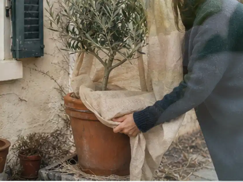 Person umhüllt eine mediterrane Kübelpflanze mit atmungsaktivem Winterschutz; Thema Kakteen, Schwerpunkt Gartenpraxis; Titelbild.