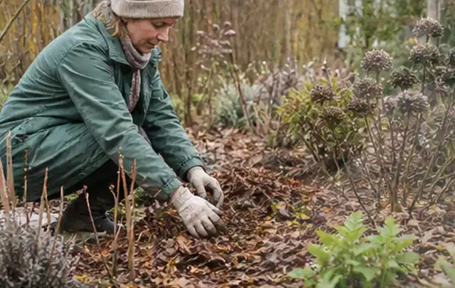Person verteilt eine schützende Mulchschicht zwischen winterlichen Stauden; Thema Kakteen, Schwerpunkt Gartenpraxis; Ausgangslage.