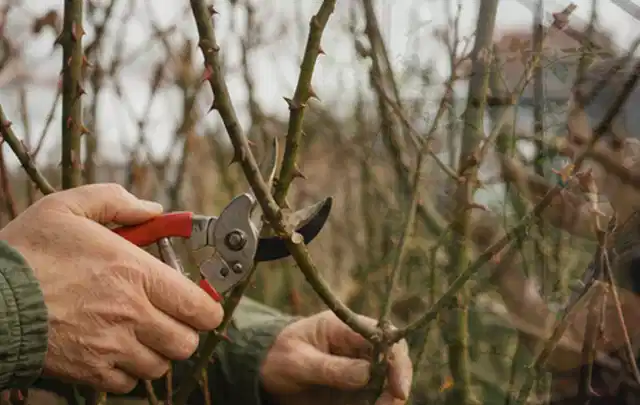 Hände schneiden einen älteren Rosenstrauch mit einer sauberen Gartenschere; Thema Kakteen, Schwerpunkt Gartenpraxis; Umsetzung.