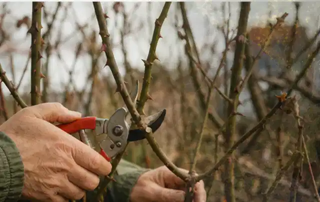 Hände schneiden einen älteren Rosenstrauch mit einer sauberen Gartenschere; Thema Kakteen, Schwerpunkt Jahrespflege; Praxisalltag.
