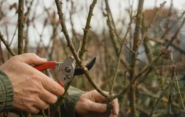 Hände schneiden einen älteren Rosenstrauch mit einer sauberen Gartenschere; Thema Kakteen, Schwerpunkt Kaufberatung; Umsetzung.