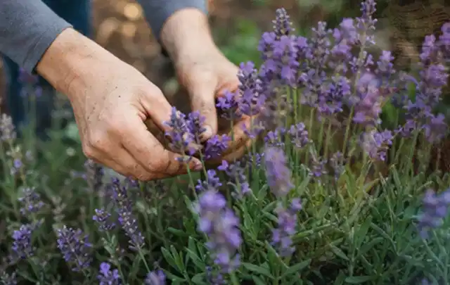 Hände pflegen blühenden Lavendel in einem natürlich angelegten Gartenbeet; Thema Kakteen, Schwerpunkt Pflanzengesundheit; Praxisalltag.