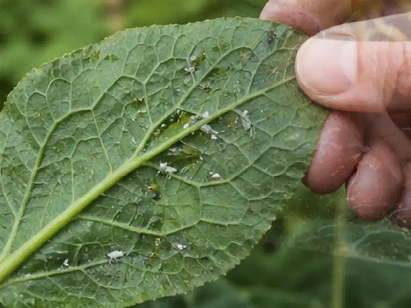 Hand hält ein Blatt mit kleinen hellen Schädlingen auf der Unterseite; Thema Kakteen, Schwerpunkt Pflanzenschutz; Titelbild.