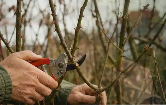 Hände schneiden einen älteren Rosenstrauch mit einer sauberen Gartenschere; Thema Kakteen, Schwerpunkt Pflanzenschutz; Umsetzung.