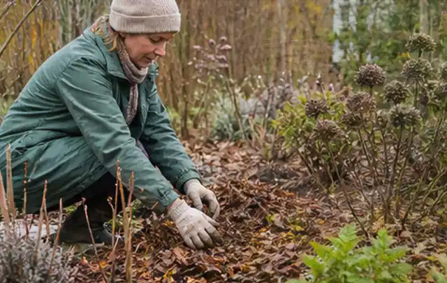 Person verteilt eine schützende Mulchschicht zwischen winterlichen Stauden; Thema Kakteen, Schwerpunkt Pflanzenschutz; Kontrolle.
