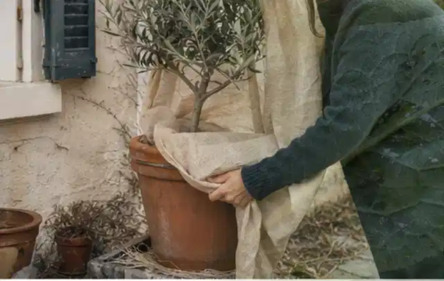 Person umhüllt eine mediterrane Kübelpflanze mit atmungsaktivem Winterschutz; Thema Kakteen, Schwerpunkt Pflanzpartner; Kontrolle.