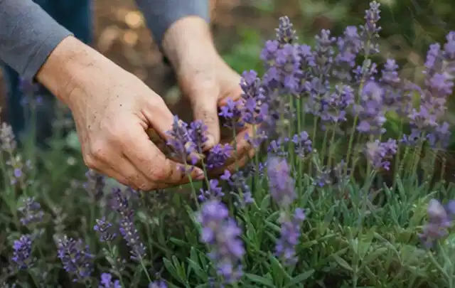 Hände pflegen blühenden Lavendel in einem natürlich angelegten Gartenbeet; Thema Kakteen, Schwerpunkt Pflanzpartner; Ergebnis.