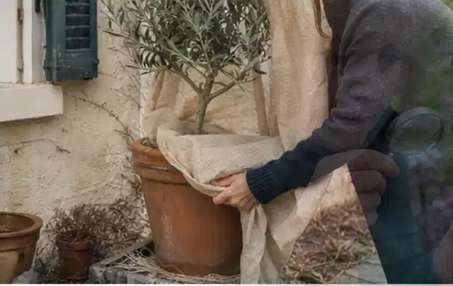 Person umhüllt eine mediterrane Kübelpflanze mit atmungsaktivem Winterschutz; Thema Kakteen, Schwerpunkt Rückschnitt; Umsetzung.
