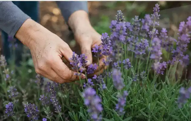 Hände pflegen blühenden Lavendel in einem natürlich angelegten Gartenbeet; Thema Kakteen, Schwerpunkt Rückschnitt; Kontrolle.