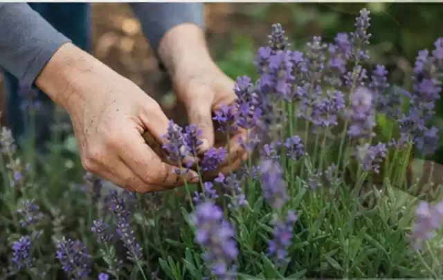 Hände pflegen blühenden Lavendel in einem natürlich angelegten Gartenbeet; Thema Kakteen, Schwerpunkt Sortenwahl; Umsetzung.