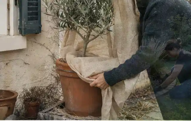 Person umhüllt eine mediterrane Kübelpflanze mit atmungsaktivem Winterschutz; Thema Kakteen, Schwerpunkt Standort; Ausgangslage.