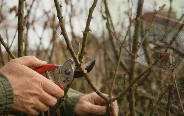 Hände schneiden einen älteren Rosenstrauch mit einer sauberen Gartenschere; Thema Kakteen, Schwerpunkt Standort; Umsetzung.