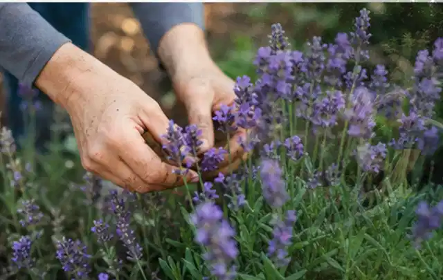 Hände pflegen blühenden Lavendel in einem natürlich angelegten Gartenbeet; Thema Kakteen, Schwerpunkt Topfkultur; Umsetzung.