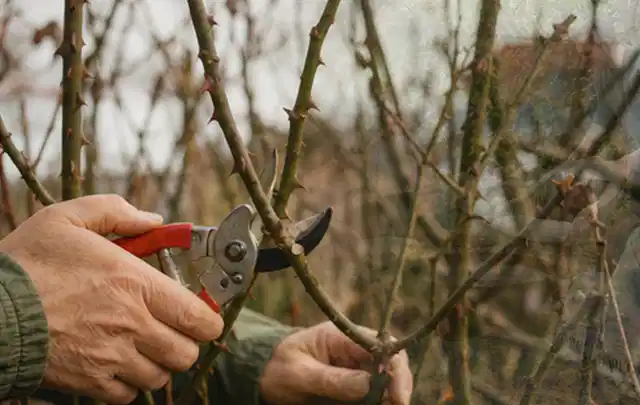Hände schneiden einen älteren Rosenstrauch mit einer sauberen Gartenschere; Thema Kakteen, Schwerpunkt Topfkultur; Ergebnis.
