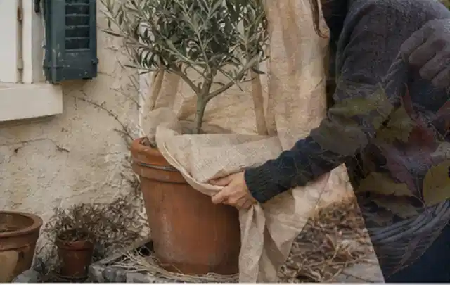 Person umhüllt eine mediterrane Kübelpflanze mit atmungsaktivem Winterschutz; Thema Kakteen, Schwerpunkt Topfkultur; Praxisalltag.