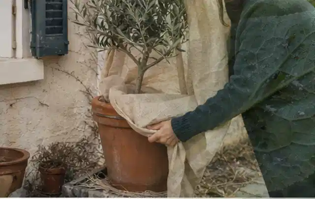Person umhüllt eine mediterrane Kübelpflanze mit atmungsaktivem Winterschutz; Thema Kakteen, Schwerpunkt Vermehrung; Praxisalltag.