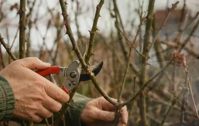 Hände schneiden einen älteren Rosenstrauch mit einer sauberen Gartenschere; Thema Kakteen, Schwerpunkt Winterpflege; Ausgangslage.